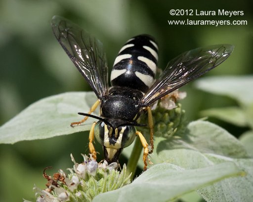 Sand Wasp