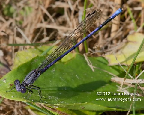 Variable Dancer Damselfly  (Argia fumipennis)