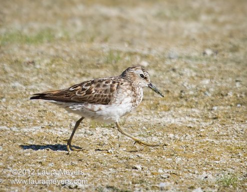 Least Sandpiper Least Sandpiper