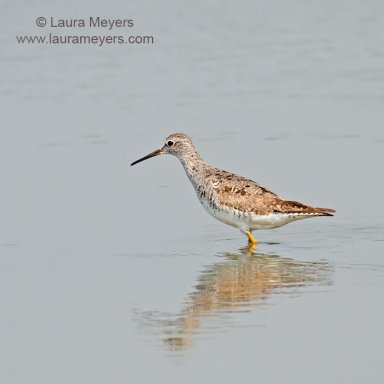 Lesser Yellowlegs