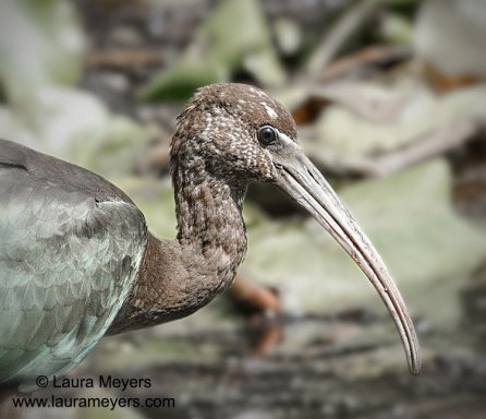 Glossy Ibis Immature
