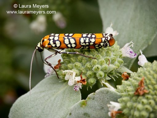 Ailanthus Webworm Moth 
