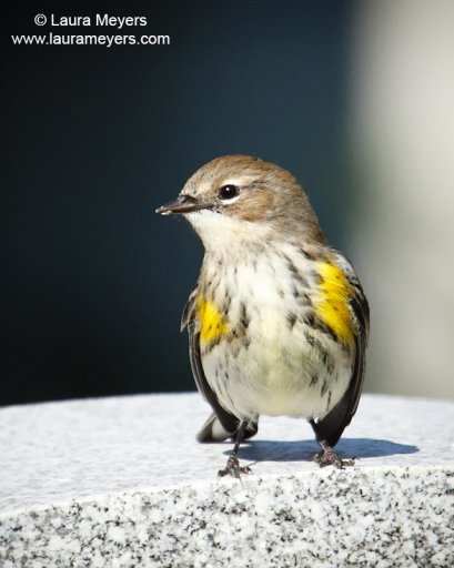 Yellow-rumped Warbler Adult Female