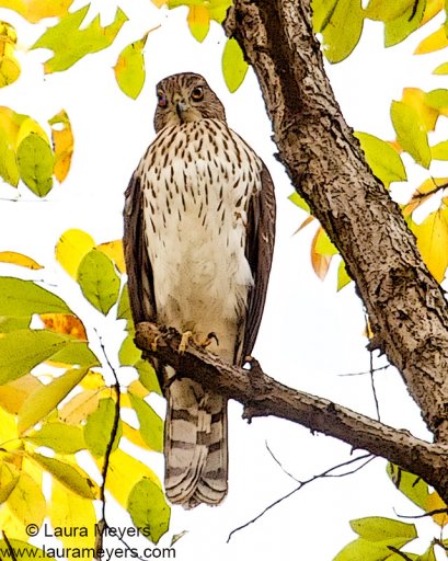Cooper's Hawk