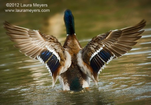 Mallard Duck