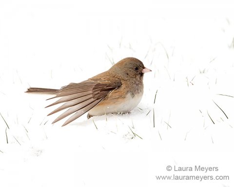 Dark-eyed Junco 