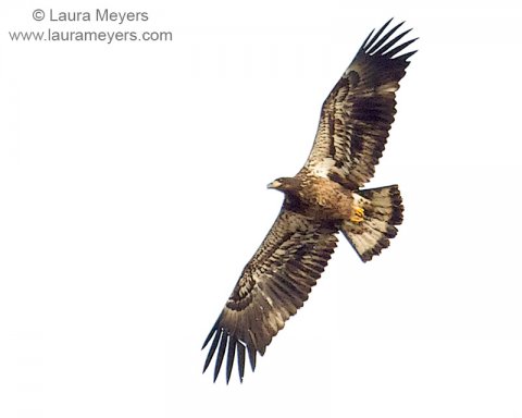 Bald Eagle Immature in Flight