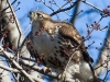 Red-Tailed Hawk
