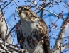 Red-Tailed Hawk