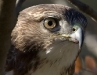 Red-Tailed Hawk