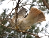 Red-Tailed Hawk