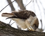 Red-Tailed Hawk