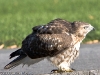 Red-Tailed Hawk