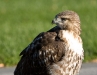 Red-Tailed Hawk