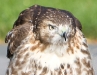 Red-Tailed Hawk