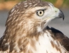 Red-Tailed Hawk