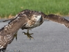 Red-Tailed Hawk