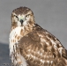 Red-Tailed Hawk