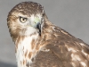 Red-Tailed Hawk