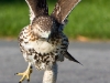 Red-Tailed Hawk