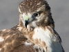 Red-tailed Hawks