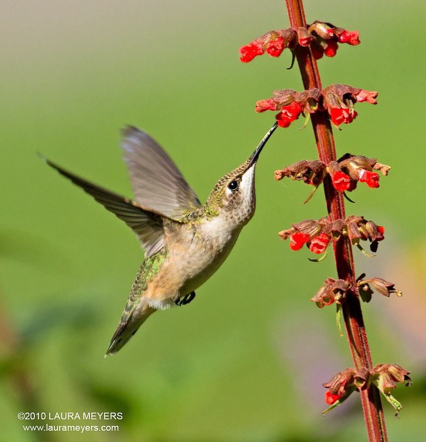 ruby throated hummingbird laura meyers photography ruby throated hummingbird laura meyers photography