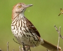 Brown Thrasher