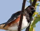 Jamaica Bay