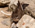 Red-winged Blackbird Female