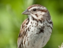 Song Sparrow