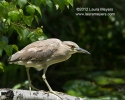 Yellow-crowned Night heron Immature