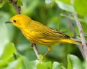 Yellow Warbler