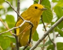 Yellow Warbler