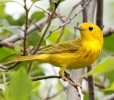 Yellow Warbler