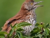 Brown Thrasher 