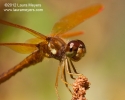 Eastern Amberwing Dragonfly