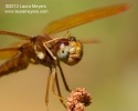 Eastern Amberwing Dragonfly