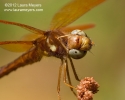 Eastern Amberwing Dragonfly