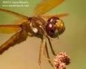 Eastern Amberwing Dragonfly