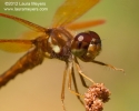 Eastern Amberwing Dragonfly
