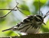 Black and White Warbler