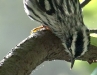 Black and White Warbler