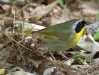 Common Yellowthroat Male