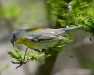 Northern Parula