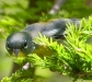 Northern Parula