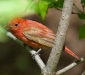 Summer Tanager