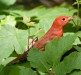 Summer Tanager