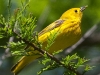 Yellow Warbler