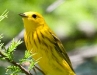 Yellow Warbler