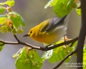 Prothonotary Warbler